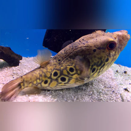Dragon Puffer - Tropical Live Fish Store