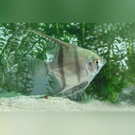 Silver Angelfish - Tropical Live Fish Store